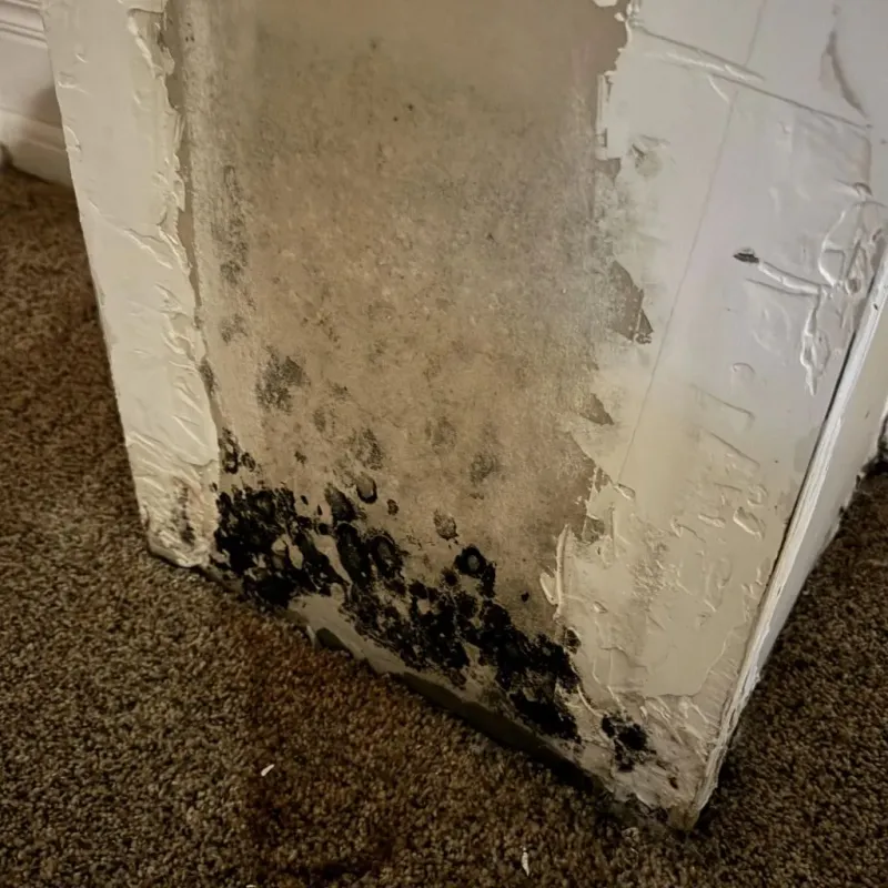 Professional Mold Removal in Presidio County, TX